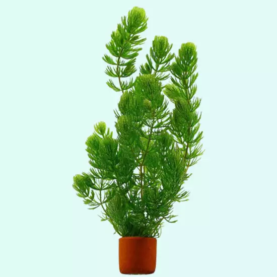 BUY 2 GET 1 FREE Hornwort Aquatic Plant Live Aquarium Plants