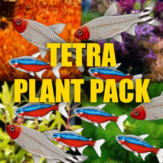 $100 Tetra Aquarium plant package perfect for tetras filled with aquatic plants