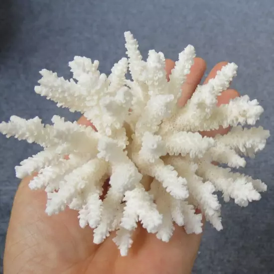 White Coral, Real Sea Coral, Beautiful Natural Coral, Marine Coral, Aquarium