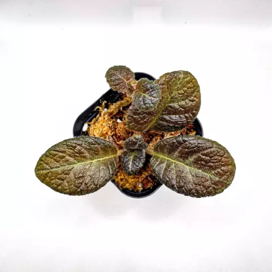 Episcia sp. 'European Seed' (2.5" Pot) / Live Terrarium Plant / Houseplant