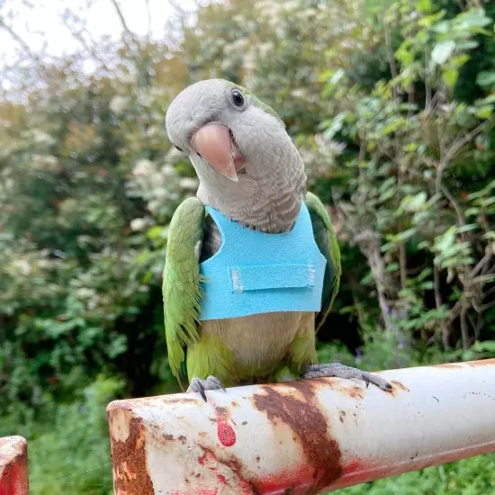 HEZHUO Bird Flight Harness Vest, Parrot Suit with Leash for S, Blue 