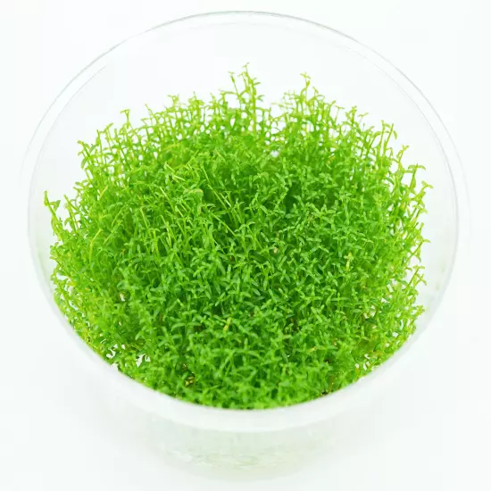 Buy2Get1Free Hedyotis Salzmannii Tissue Culture Live Freshwater Aquarium Plants