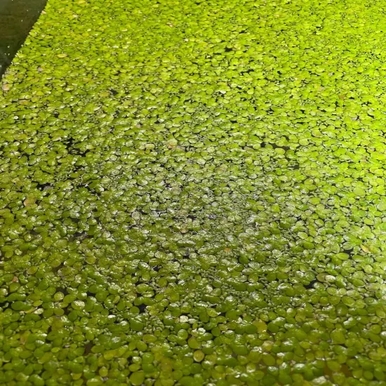 2 OZ of Mixed Duckweed indoor grown live organic aquarium plant BUY2GET1 FREE 