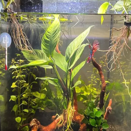 Buy2Get1Free Anubias Heterophylla Potted Live Plants Aquarium Freshwater Tank