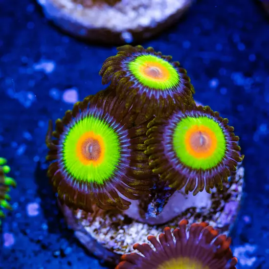 Rastas Zoanthids 3p, WYSIWYG Coral