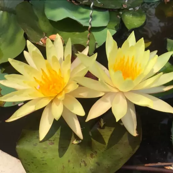 Buy2Get1Free Yellow Charlene Strawn Hardy Waterlily Live Pond Plants Flower Fish