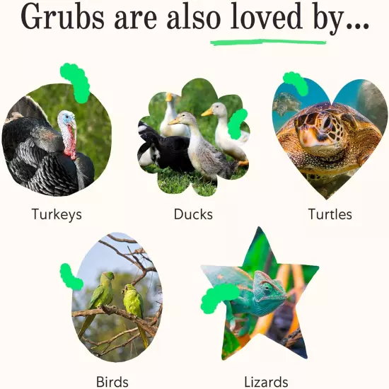 Grubblies - Black Soldier Fly Larvae for Chickens - Nourishing Daily Chicken Tre