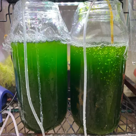 Live Chlorella for Culture: Freshwater Phytoplankton Green Water for Daphnia