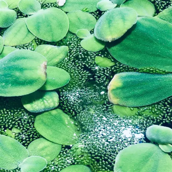 4 Water Lettuce SM/Baby Water Lettuce Freshwater Floating Plants Pond/Tank