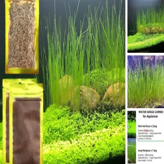 3 Aquarium Plant Se-e-d Combo, no ArtificiaL, Fresh Water Grass for Fish Tank 