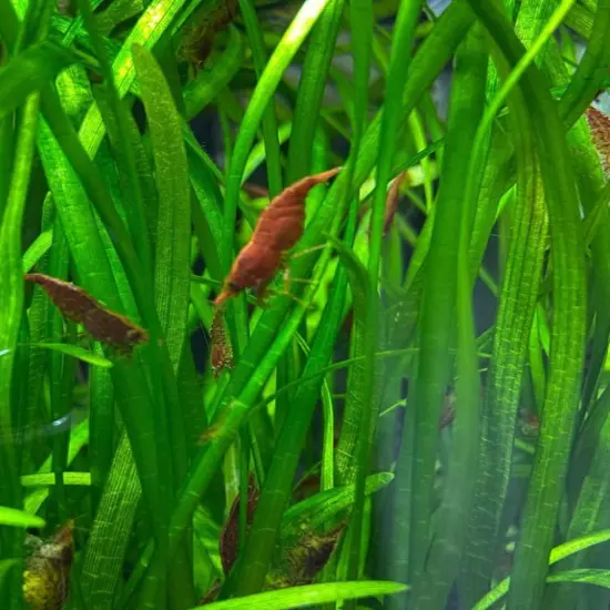 Package Bundle Dwarf Sagittaria Subulata Aquarium Live Plant Decor Fish & Shrimp