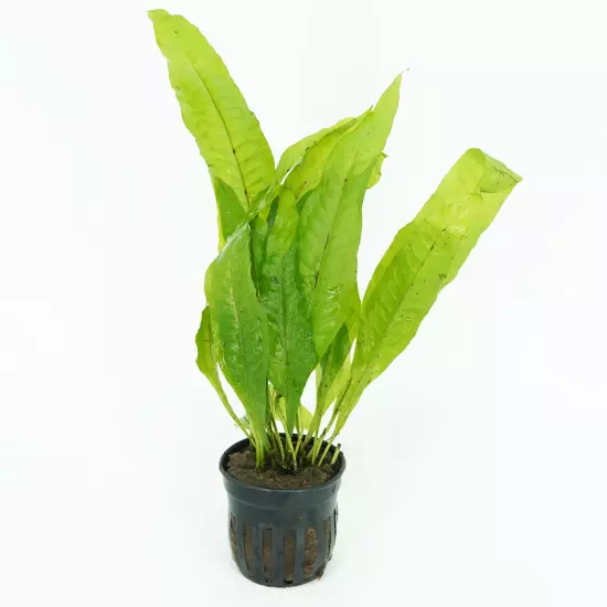 Buy2Get1Free Microsorum Pteropus Java Fern Potted Live Plants Decoration Aquatic