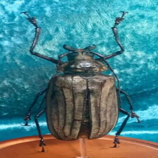 043a Giant Longhorn Entomology MALE Buru Is. Beetle Glass Dome Display specimen 