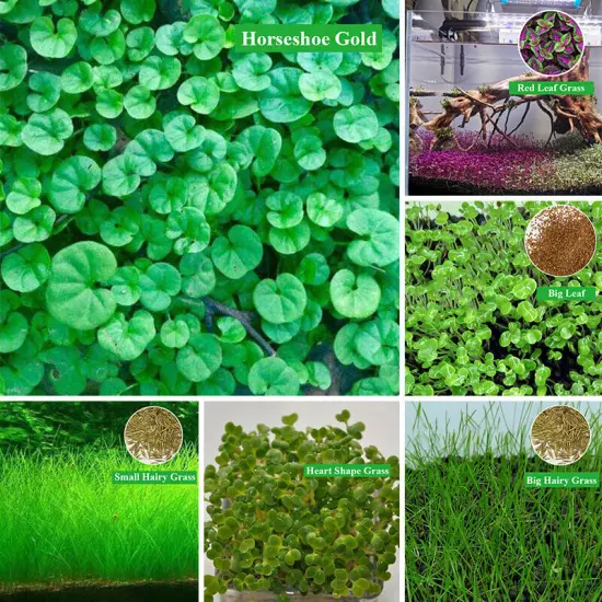 Aquarium Plant Seeds Fish Tank Aquatic Water Grass Foreground Easy Plants 10g