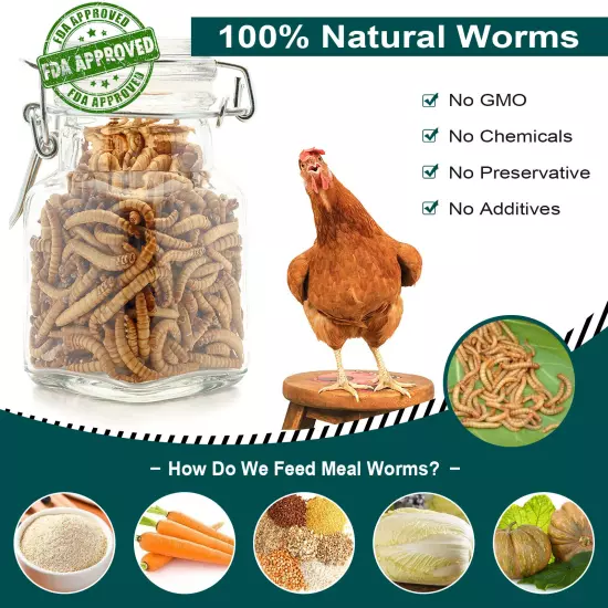 Non-GMO Dried Mealworms Fit Birds Chickens Fish Reptile Turtles 11 5 2 lbs USA