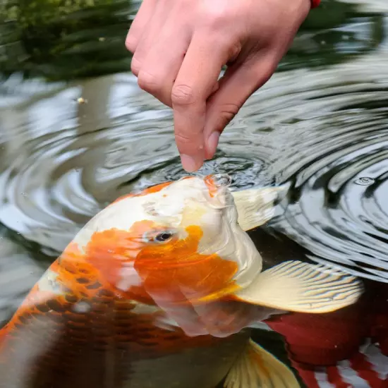 TetraPond Koi Vibrance Floating Pond Fish Food Sticks 5.18LBS, Fast Shipping!!!