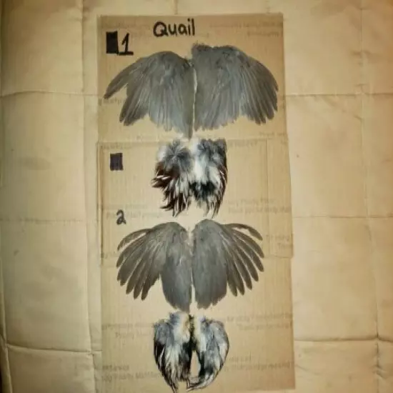 Quail wings for hunting dog training 1 set.. And breast feathers