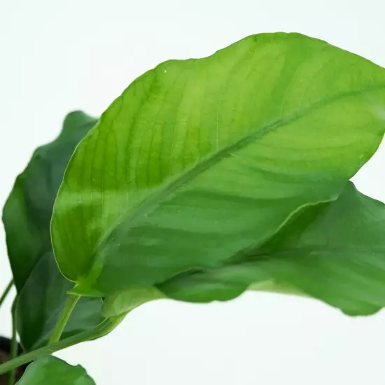 Buy2Get1Free Anubias Barteri Var Nana Potted Live Plants Decor Fresh Aquarium