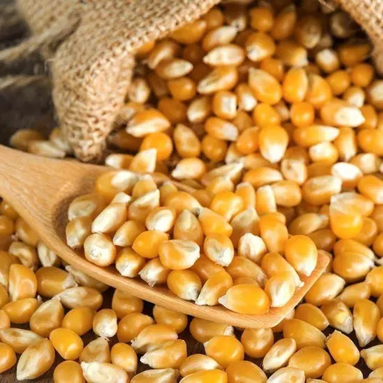 Popcorn Kernels Seeds Popping Corn - 1kg 2kg 5kg 10kg 20kg 30kg 40kg Bulk