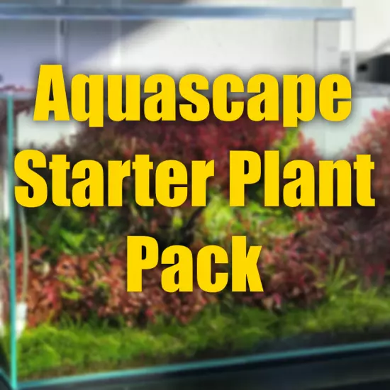 $25 Aquascaping Starter kit plant pack perfect for new aquascapes fresh plants