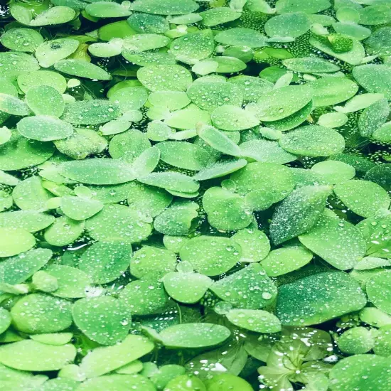 4 Water Lettuce SM/Baby Water Lettuce Freshwater Floating Plants Pond/Tank