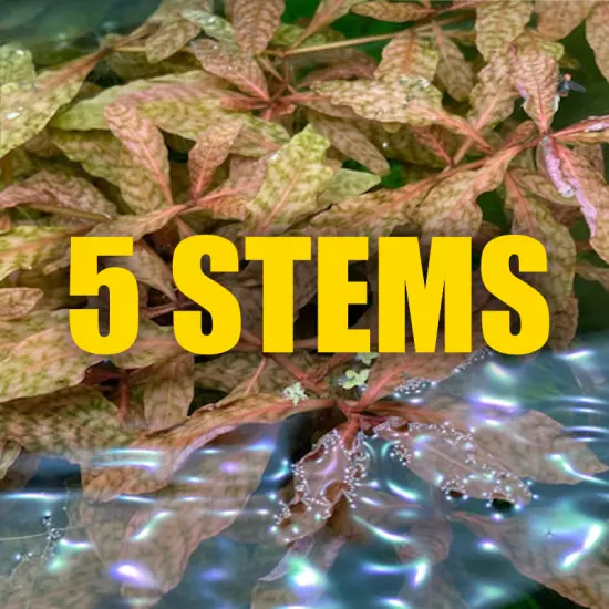 5 Stems Hygrophila Brown fast growing Rare Brown Aquarium Plant Organic