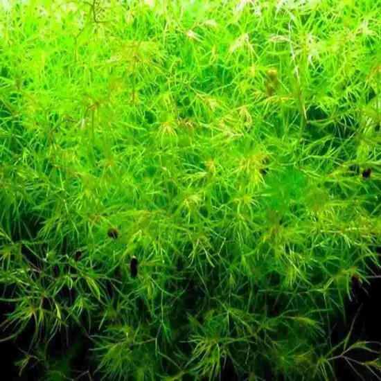 Guppy Grass Live Aquatic Plant ~(1 Big Hand Full)