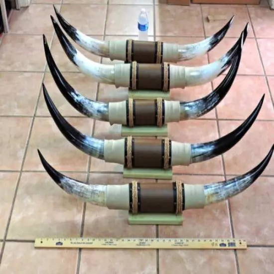 MOUNTED STEER HORNS 3' - 3' 5" TIP TO TIP (1 SET) COW BULL HORNS LONGHORNS 