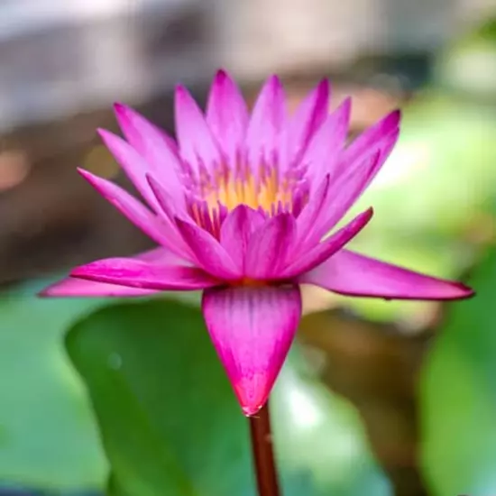 Buy2Get1Free Red Dang Ma Miew Tropical Waterlily Live Tuber Colorful Plants Pond