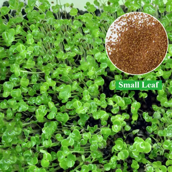 Aquarium Plant Seeds Fish Tank Aquatic Water Grass Foreground Easy Plants□