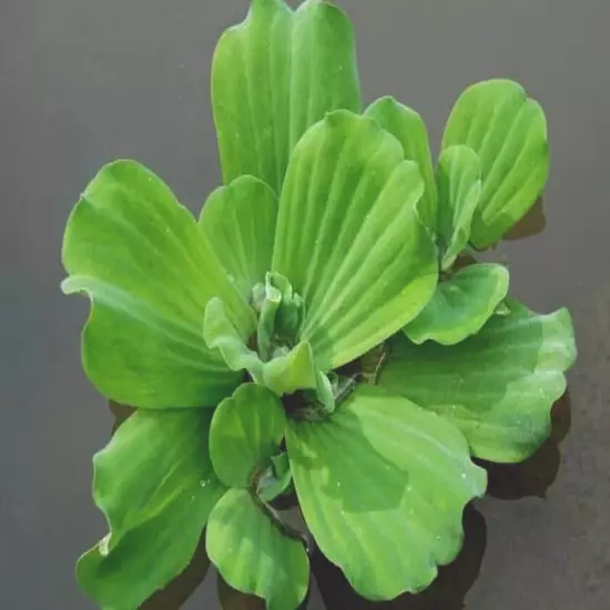 6 WATER LETTUCE FLOATING KOI POND PLANT NATURAL FILTRATION BEAUTY & BENEFITS