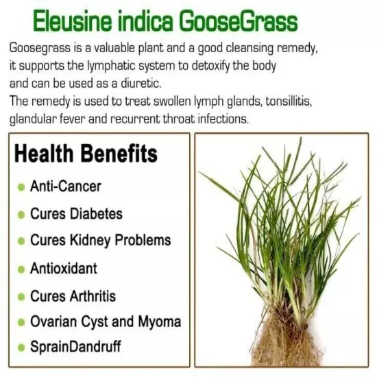 Dried Goose Grass Paragis Plant Eleusine Indica Herb Natural Organic Ceylon 100g