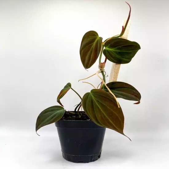 Philodendron Micans (2.5" Pot) / Velvet Leaf Bronze / Live Terrarium Plant