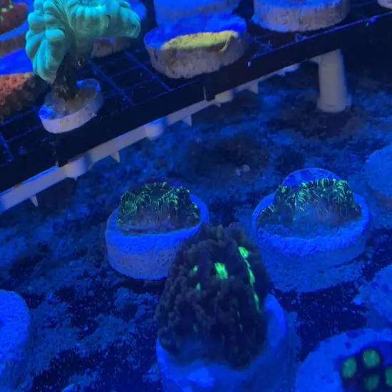 13 Mixed Frags Guaranteed 1 Hammer Or Frogspawn! Free Overnight Shipping