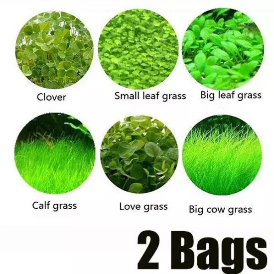 Seeds Tank Water Aquatic 5g Plants Grass Decor ! Aquarium Plant Foreground Fish