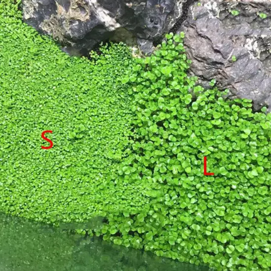 Aquarium Seeds Aquatic Hairgrass Bunch Carpet Water Grass Fish Tank Easy Plants