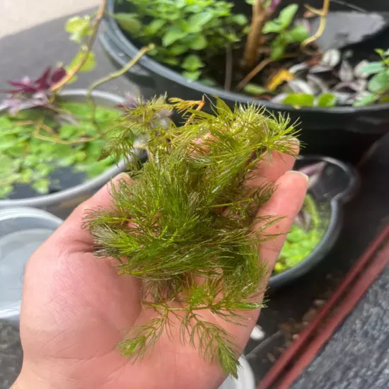 Handful of hornwort at your doorstep