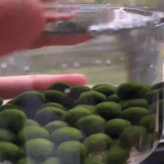 REAL Japanese Marimo Moss Ball Wholesale 50PCS Large 1.5cm Aegagropila Aquarium