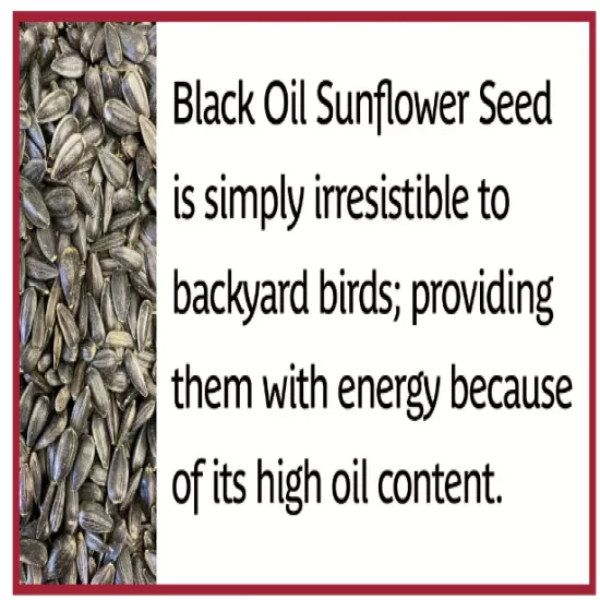 Pennington Select Black Oil Sunflower Seed Dry Wild Bird Feed, 40 lb. Bag, 1 Pac