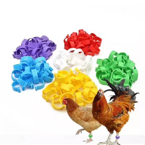 100Pcs Chicken Identification Leg Bands Chicken Leg Rings Hen Leg Bands