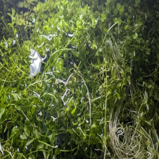 Pearl Weed Hemianthus Micranthemoides Aquarium plant plus free Anacharis Elodea