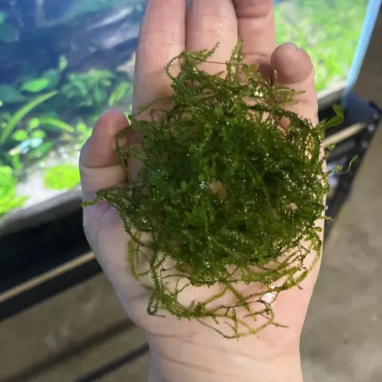 Taxiphyllum alternans - Taiwan Moss Easy Live Aqurium Plants Mini Weeping Java