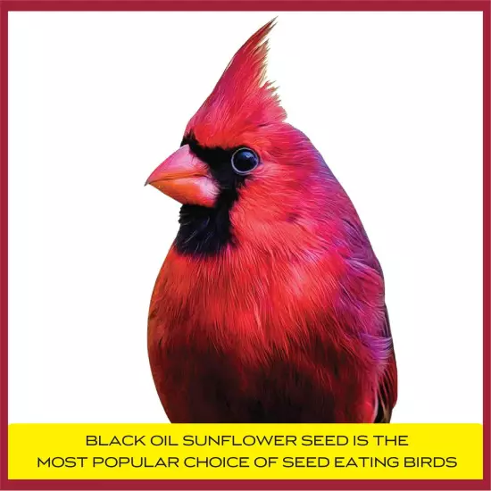 Black Oil Sunflower Seed 40 lb Bag | Attracts Cardinals, Woodpeckers & Finches