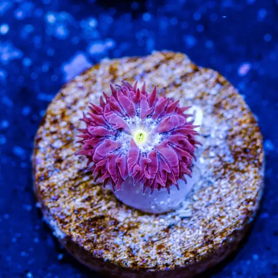 LC Evil Eye Blastomussa Merletti, WYSIWYG Live Coral