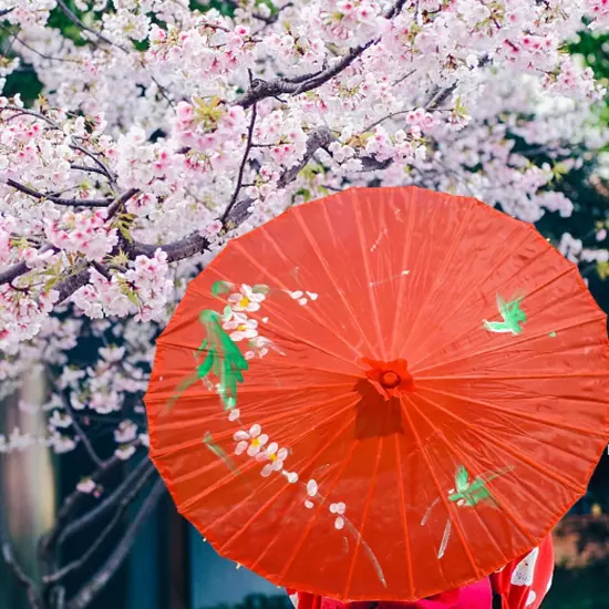 Chinese Classic Vintage Paper Umbrella Wedding Painted Dance Prop Parasol P2024