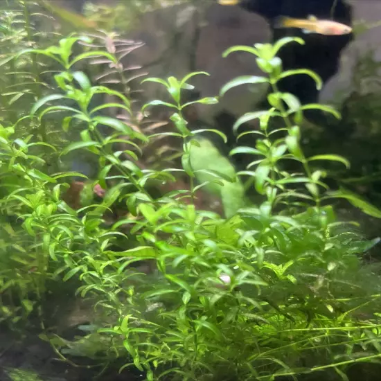 Pearl Weed (Hemianthus Micranthemoides) - 20+Stems - Live Aquarium Plant - SALE