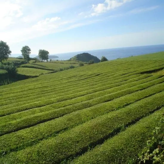 40 Tea Bags Gorreana Green Tea Organic Grown Bio GMO Free from Azores Portugal