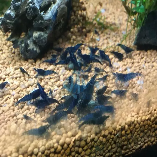 Vin Blizzard Shrimp 40g Crystal Crystal Bee Cherry Shrimp Food Growth Molting 