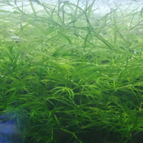 Guppy Grass -Najas Floating Plant - large portion