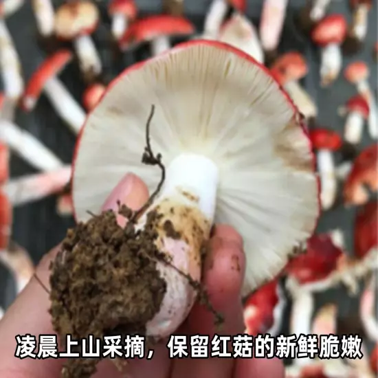 Wild red mushroom dried goods Fujian Zhenghong mushroom